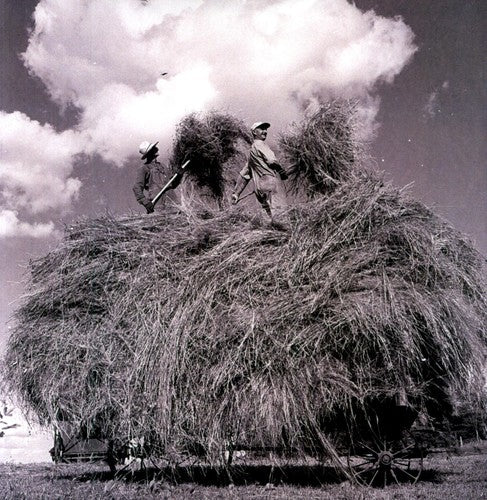 Whitmore, William Elliott: Field Songs (Vinyl LP)