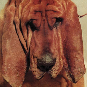 Segall, Ty: Goodbye Bread (Vinyl LP)