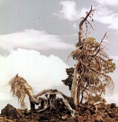People of the North: Sleep Formations (Vinyl LP)