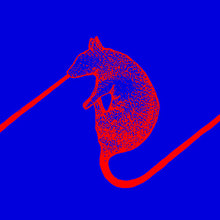 Dwarfs of East Agouza: Rats Don't Eat Synthesizers (Vinyl LP)