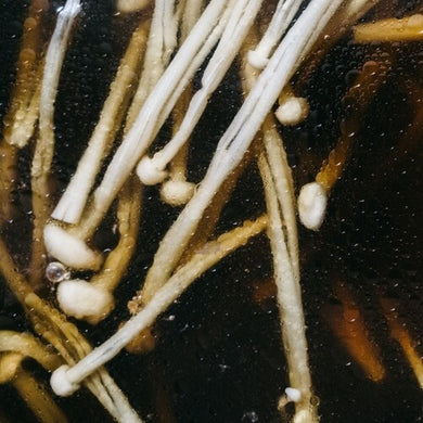 Lindermayr, Matthias: Triptych (Vinyl LP)