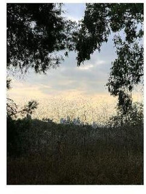 Porras, Jon: Arroyo (Vinyl LP)