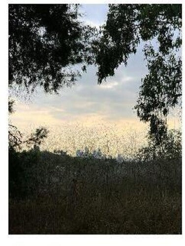 Porras, Jon: Arroyo (Vinyl LP)