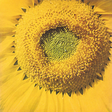 Valle, Marvos: Girassol (7-Inch Single)