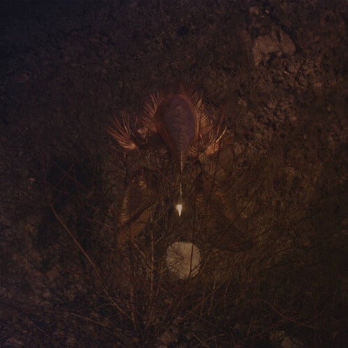 Bongbongbeerwizards: Ampire (Vinyl LP)